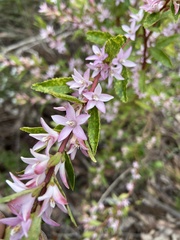 Crowea angustifolia