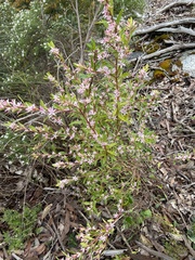 Crowea angustifolia