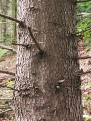 Abies alba