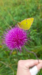 Colias hyale