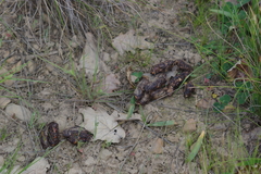 Hystrix africaeaustralis