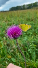 Colias hyale