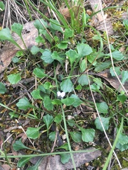 Viola sieberiana