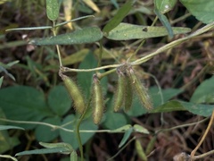 Glycine max formosana