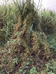 Glycine max formosana