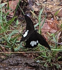 Papilio nephelus