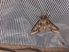 Allophyes oxyacanthae