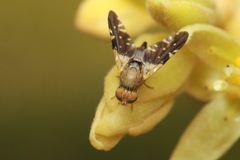 Dicheniotes