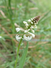 Stackhousia