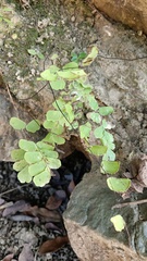 Adiantum philippense