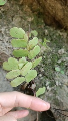 Adiantum philippense