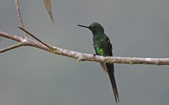 Heliodoxa imperatrix