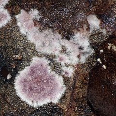 Phlebiopsis crassa