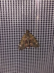 Chloroclysta siterata