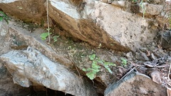 Adiantum philippense