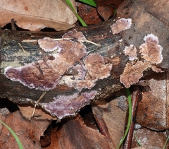 Phlebiopsis crassa
