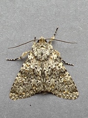 Polymixis flavicincta