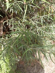 Salix eleagnos