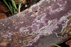 Phlebiopsis crassa