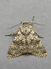 Polymixis flavicincta