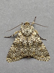 Polymixis flavicincta