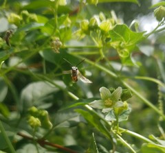 Sphecodogastra