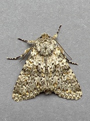 Polymixis flavicincta