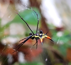 Micrathena schreibersi