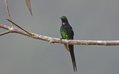 Heliodoxa imperatrix