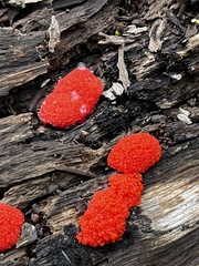 Tubifera