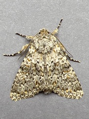 Polymixis flavicincta