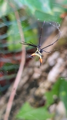 Micrathena schreibersi