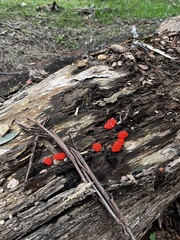 Tubifera