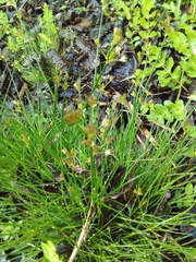 Juncus capensis