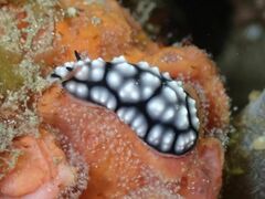 Phyllidiella pustulosa