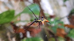 Micrathena schreibersi