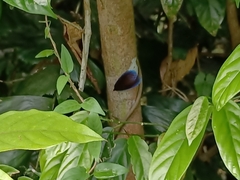 Pompelon marginata