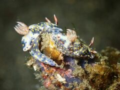 Hypselodoris roo