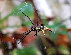 Micrathena schreibersi