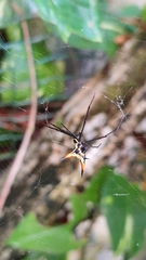 Micrathena schreibersi