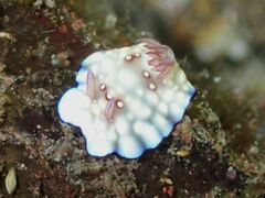 Goniobranchus hintuanensis