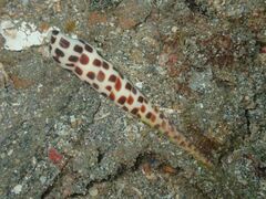 Terebra subulata