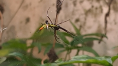 Micrathena schreibersi