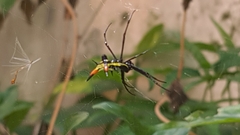 Micrathena schreibersi