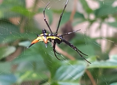 Micrathena schreibersi