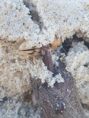 Eurynebria complanata