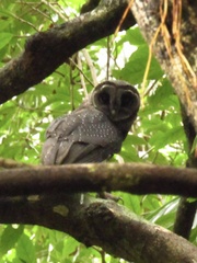 Tyto tenebricosa