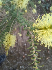 Melaleuca densa