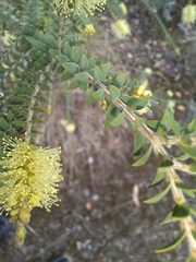 Melaleuca densa