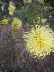 Melaleuca densa